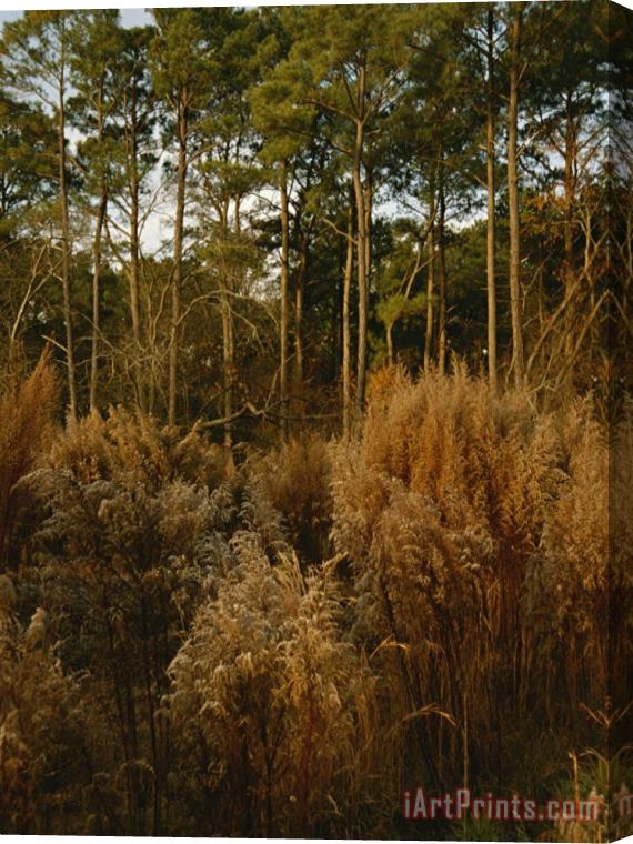 Raymond Gehman Loblolly Pines And Tall Grasses in a Maritime Forest Stretched Canvas Print / Canvas Art