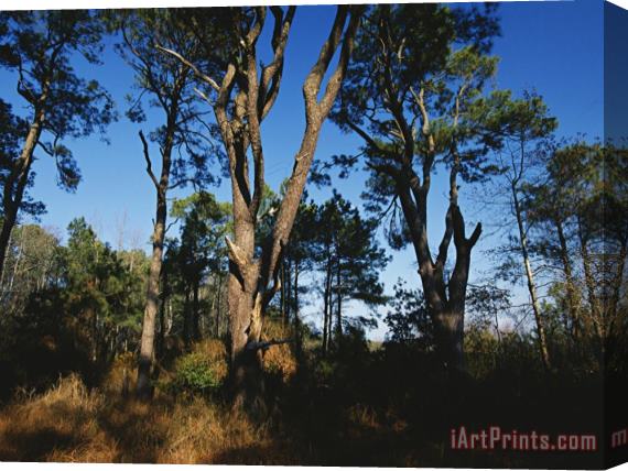 Raymond Gehman Loblolly Pines And Wax Myrtles on The Woodland Trail Stretched Canvas Print / Canvas Art