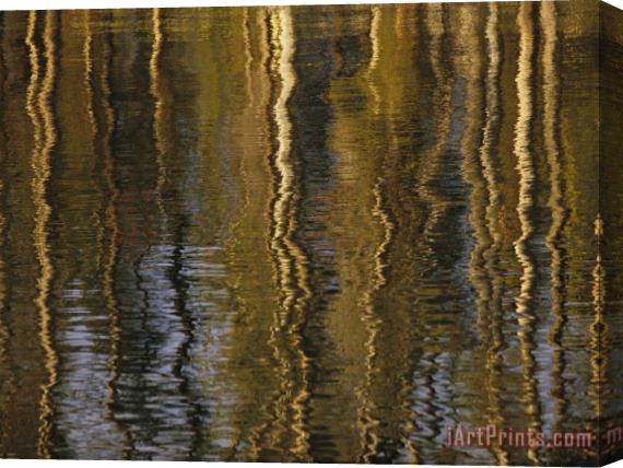 Raymond Gehman Lodgepole Pine Tree Reflections Yellowstone Lake Stretched Canvas Print / Canvas Art
