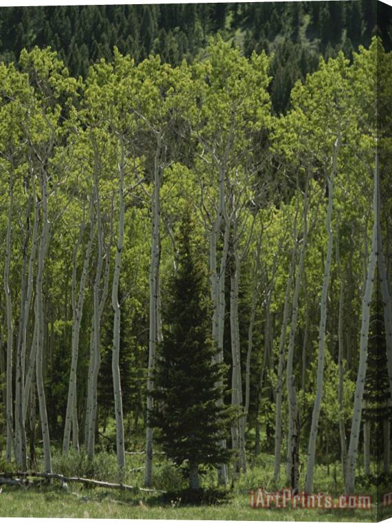 Raymond Gehman Lone Evergreen Amongst Aspen Trees with Spring Foliage Stretched Canvas Painting / Canvas Art