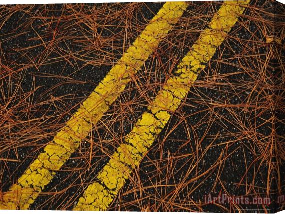 Raymond Gehman Long Leaf Pine Needles Littering a Park Road Stretched Canvas Painting / Canvas Art