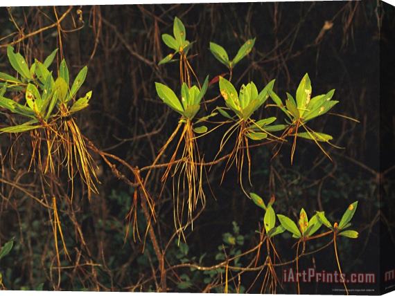Raymond Gehman Longleaf Pine Needles Hanging Off Bright Green Bay Tree Leaves Stretched Canvas Print / Canvas Art