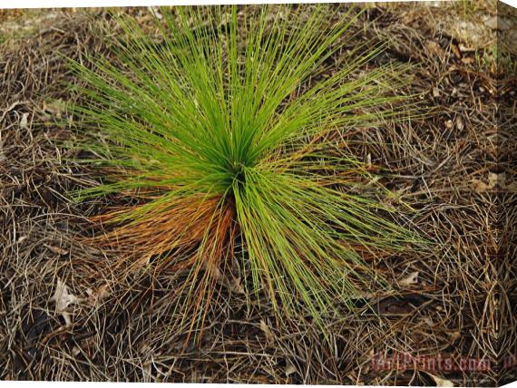 Raymond Gehman Longleaf Pine Seedling in a Bed of Fallen Needles Lake Waccamaw Is The Worlds Largest Carolina Bay Stretched Canvas Print / Canvas Art