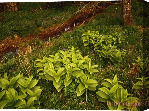 Raymond Gehman Lush Hellebore Plants Growing Near a Small Ditch Stretched Canvas Painting / Canvas Art