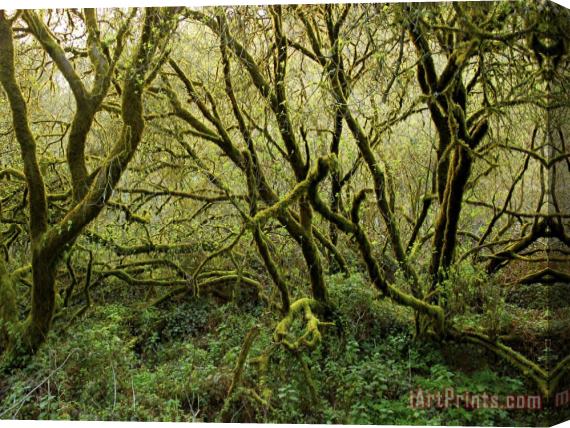 Raymond Gehman Lush Trees in Butanos State Park California Stretched Canvas Print / Canvas Art