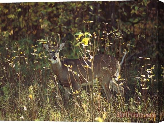 Raymond Gehman Male White Tailed Deer in a Sun Dappled Manitoba Forest Stretched Canvas Painting / Canvas Art