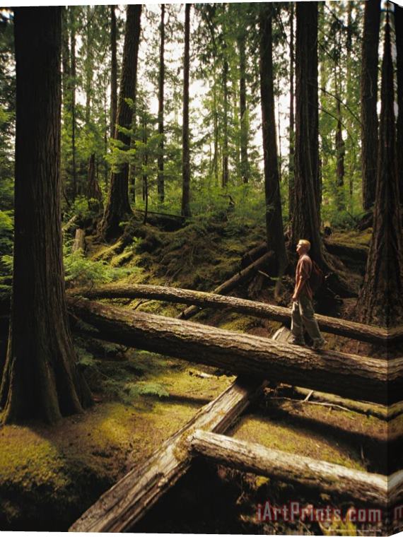Raymond Gehman Man Enjoys The Sights in a Fir Forest Stretched Canvas Painting / Canvas Art