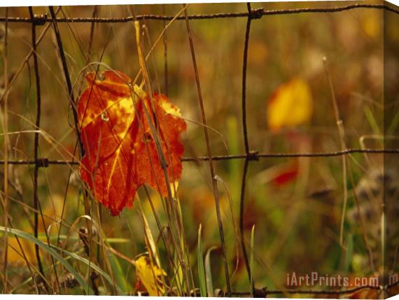 Raymond Gehman Maple Leaf in Autumn Hues Caught in a Farmer's Wire Fence Stretched Canvas Print / Canvas Art