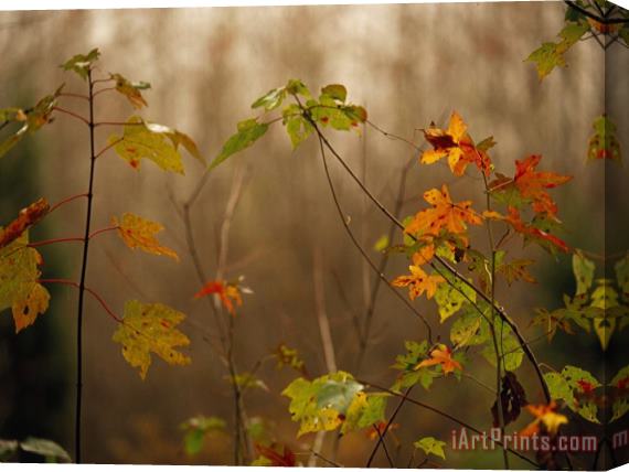 Raymond Gehman Maple Saplings with Hints of Autumn Color Stretched Canvas Print / Canvas Art