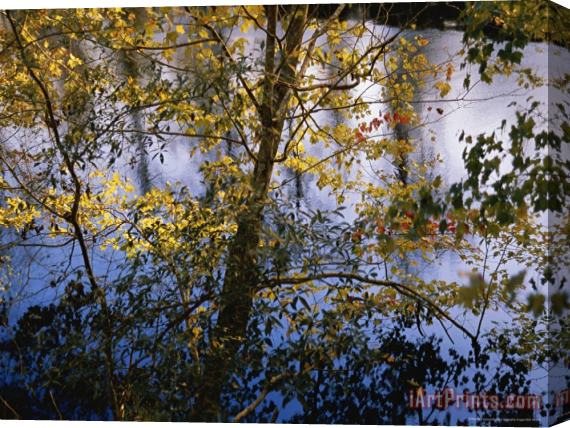 Raymond Gehman Maple Trees in Autumn Colors Along The Dismal Swamp Canal Stretched Canvas Print / Canvas Art