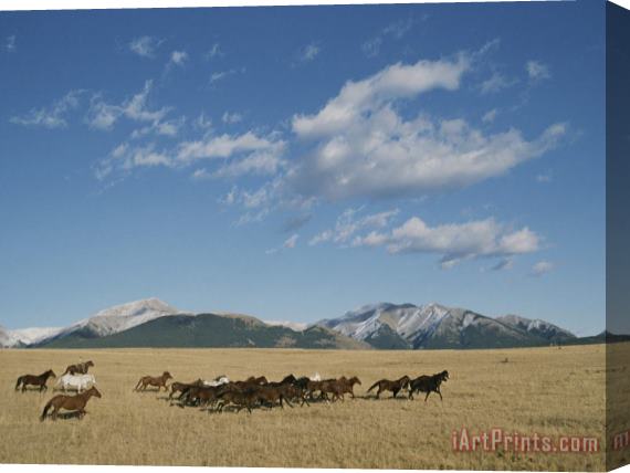 Raymond Gehman Mares Running Over The Prairie with The Rocky Mountains in Background Stretched Canvas Painting / Canvas Art