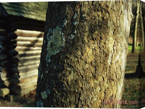 Raymond Gehman Miller Cabin Behind a Moss Covered Trunk of a Large Sycamore Tree Stretched Canvas Print / Canvas Art