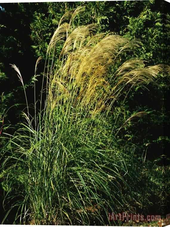 Raymond Gehman Miscanthus Or Chinese Silver Grass Stretched Canvas Print / Canvas Art