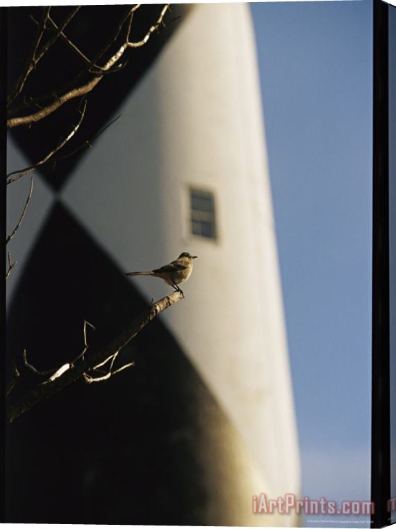 Raymond Gehman Mockingbird on a Tree Branch Near The Cape Lookout Lighthouse Stretched Canvas Print / Canvas Art