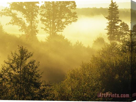 Raymond Gehman Morning Fog in a Forest Bathed in Sunlight Stretched Canvas Print / Canvas Art