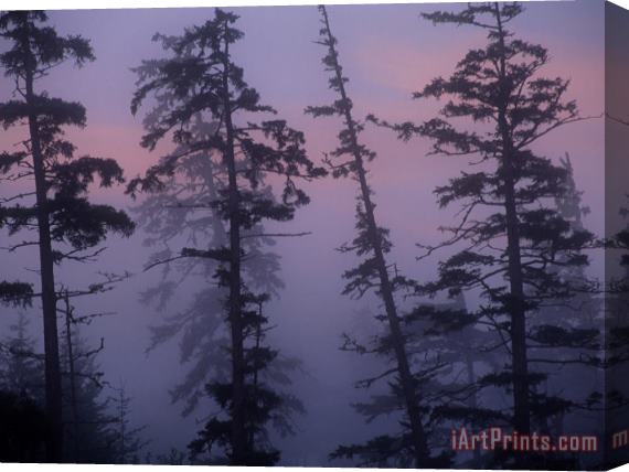 Raymond Gehman Morning Fog Shrouds Silhouetted Evergreen Trees Stretched Canvas Painting / Canvas Art
