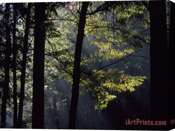Raymond Gehman Morning Sun Peaks Through Hemlock Trees Along Paint Creek Stretched Canvas Painting / Canvas Art