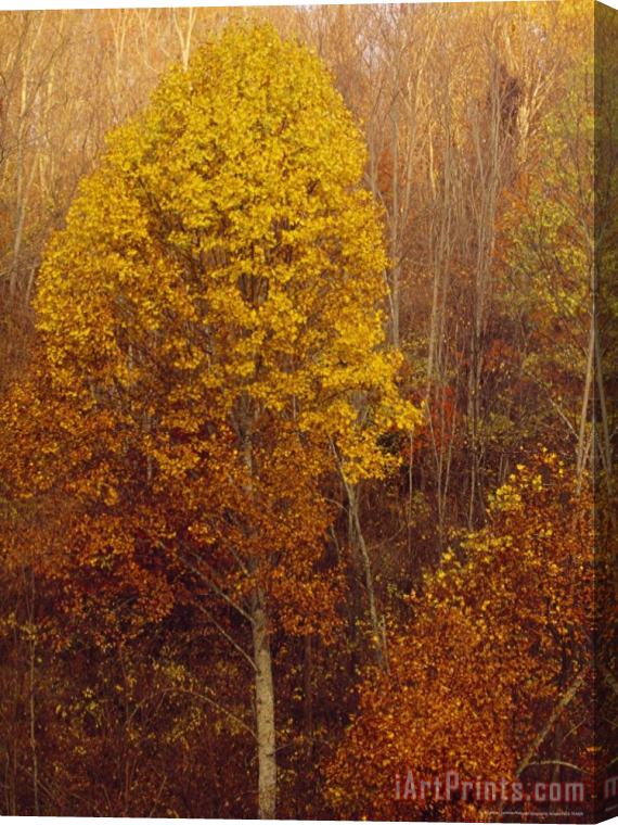 Raymond Gehman Morning View of Autumn Colors in The Jefferson National Forest Stretched Canvas Print / Canvas Art