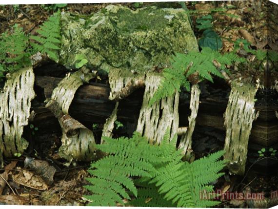Raymond Gehman Moss Covered Birch Log And Ferns at The Thuya Garden Stretched Canvas Print / Canvas Art