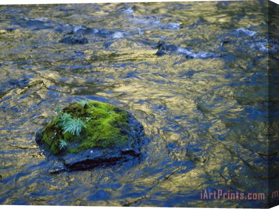 Raymond Gehman Moss Covered Rocks in The Bechler River Yellowstone National Park Stretched Canvas Painting / Canvas Art