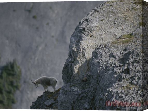 Raymond Gehman Mountain Goat Surveys The Landscape From Its Rocky Perch Stretched Canvas Print / Canvas Art