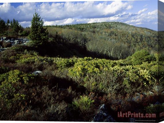 Raymond Gehman Mountain Laurel And a Berry Thicket in Bear Rocks Preserve Stretched Canvas Painting / Canvas Art