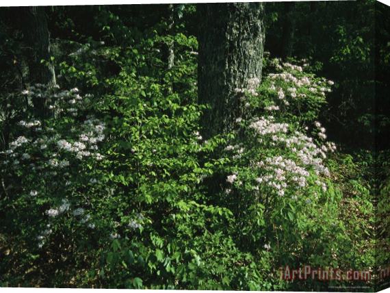 Raymond Gehman Mountain Laurel Surrounds an Oak Tree Stretched Canvas Painting / Canvas Art