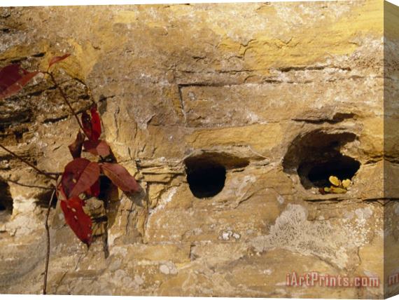 Raymond Gehman Nesting Holes Made in Sandstone by Cliff Swallows Stretched Canvas Painting / Canvas Art