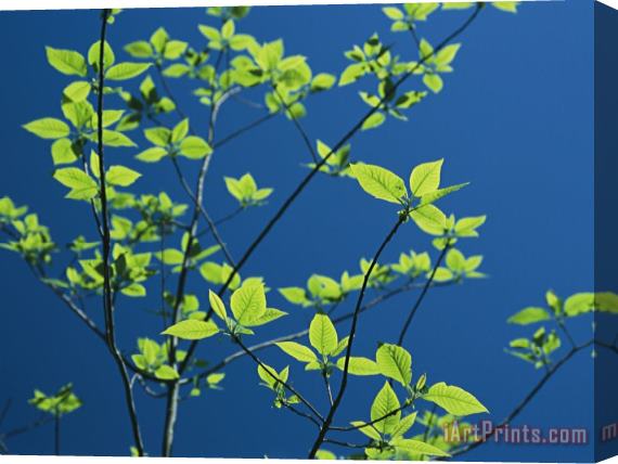 Raymond Gehman New Spring Foliage Leafing Out on a Tree Branch Stretched Canvas Print / Canvas Art