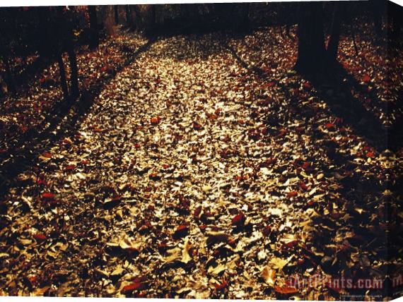 Raymond Gehman Oak And Beech Leaves Littering a Woodland Trail Stretched Canvas Print / Canvas Art