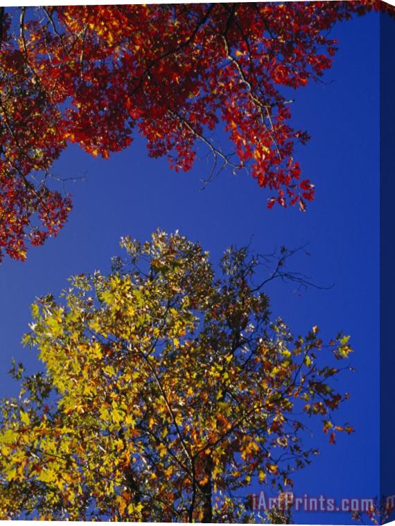 Raymond Gehman Oak Leaves in Fall Colors Against a Bright Blue Sky Stretched Canvas Painting / Canvas Art