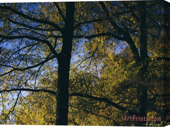 Raymond Gehman Oak Tree Against a Cloudless Blue Sky Stretched Canvas Print / Canvas Art