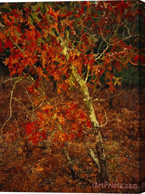 Raymond Gehman Oak Tree with Fall Foliage Standing Among Fallen Leaves And Ferns Near Lake Waccamaw Stretched Canvas Painting / Canvas Art