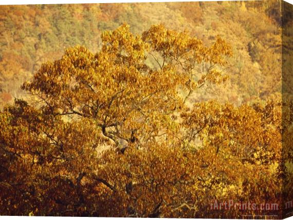 Raymond Gehman Oak Trees in The Fall Stretched Canvas Print / Canvas Art