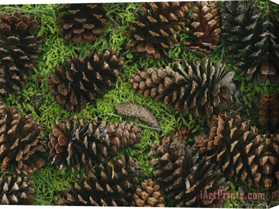 Raymond Gehman Open Pine Cones Littering Ther Ground Stretched Canvas Painting / Canvas Art