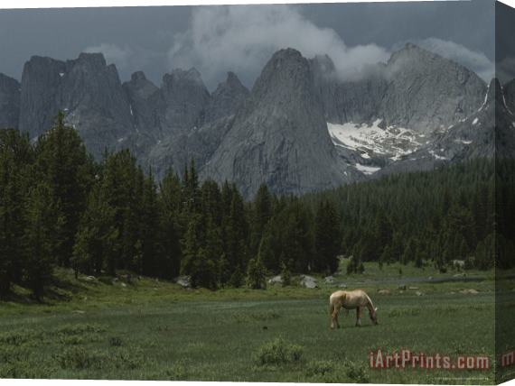 Raymond Gehman Outfitters Horse Grazes in Meadow Stretched Canvas Print / Canvas Art