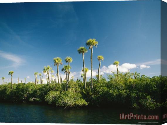 Raymond Gehman Palm Trees Along The Loxahatchee River Stretched Canvas Painting / Canvas Art