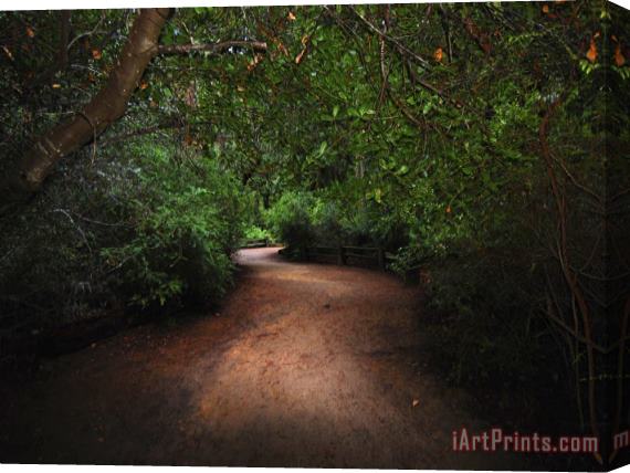Raymond Gehman Park Trail Through a Scenic Coastal Redwood Forest Stretched Canvas Print / Canvas Art