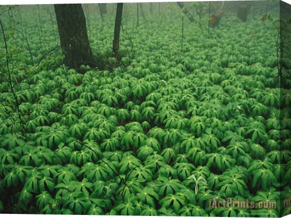 Raymond Gehman Patch of Mayapple Plants in a Woodland Stretched Canvas Print / Canvas Art