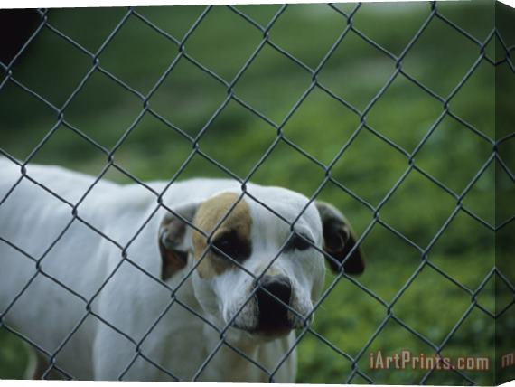 Raymond Gehman Pet Dog Behind a Chain Link Fence Stretched Canvas Print / Canvas Art