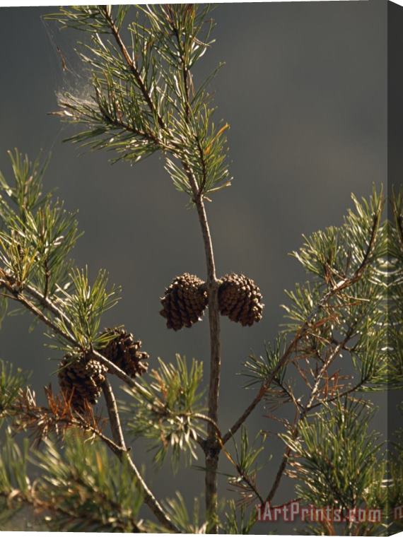 Raymond Gehman Pine Cones at The Top of a Small Pine Tree Stretched Canvas Print / Canvas Art