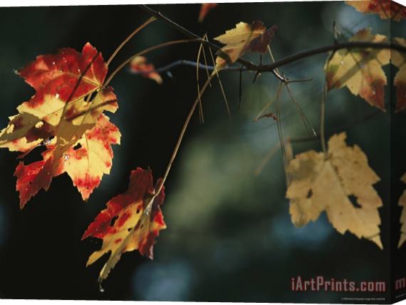 Raymond Gehman Pine Needles Caught on an Autumn Colored Maple Leaf Stretched Canvas Print / Canvas Art