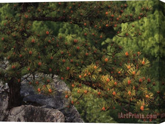 Raymond Gehman Pitch Pine Needles in Late Afternoon Light Stretched Canvas Painting / Canvas Art