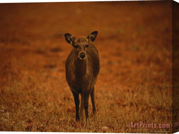 Raymond Gehman Portrait of a Sika Deer Stretched Canvas Print / Canvas Art