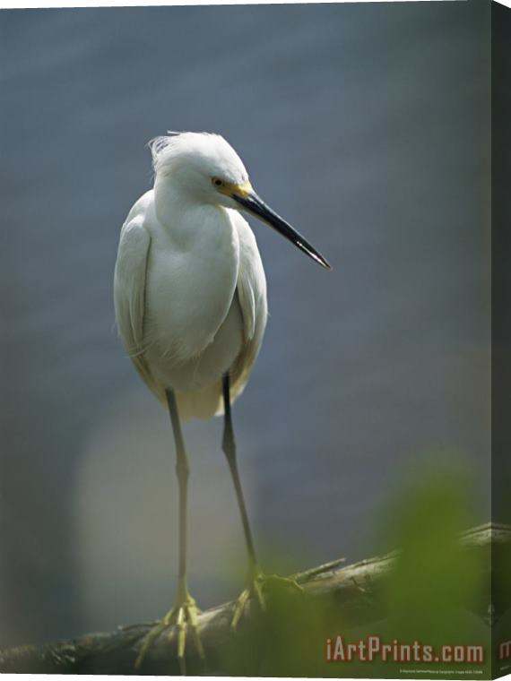 Raymond Gehman Portrait of a Snowy Egret Perched on a Waterside Log Stretched Canvas Print / Canvas Art