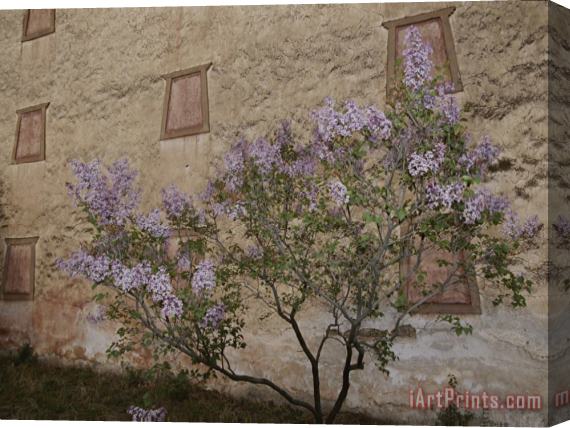 Raymond Gehman Potala Temple And Lilac Tree Stretched Canvas Painting / Canvas Art