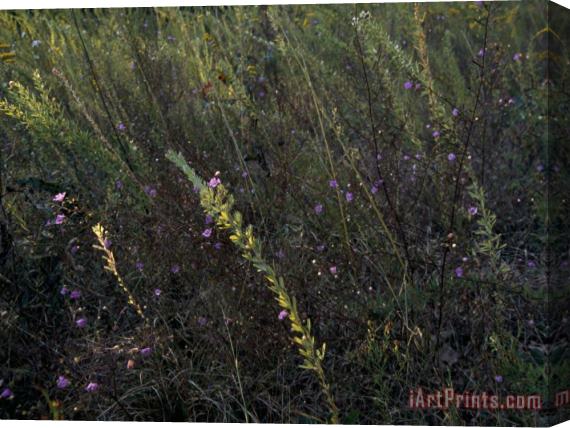 Raymond Gehman Prairie Grass Meadow with Wildflowers Stretched Canvas Print / Canvas Art