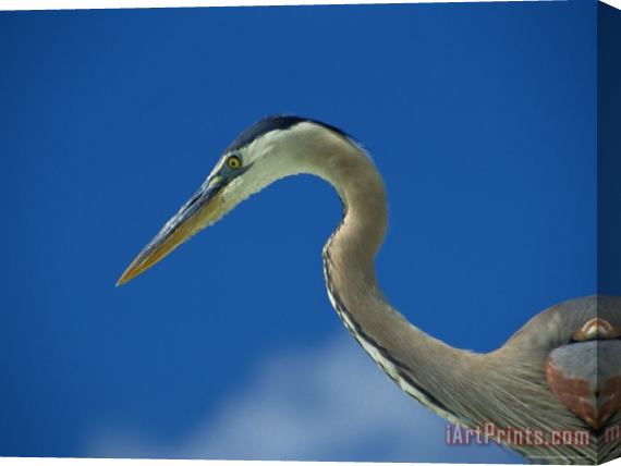 Raymond Gehman Profile View of a Great Blue Heron Stretched Canvas Painting / Canvas Art