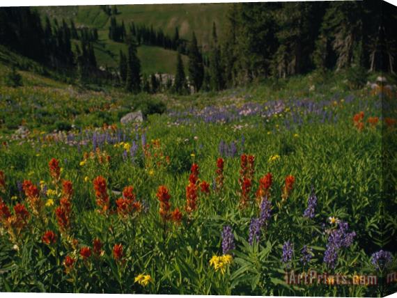 Raymond Gehman Radiant Summer Blooms Crowd a High Mountain Meadow on The Teton Crest Trail Stretched Canvas Painting / Canvas Art