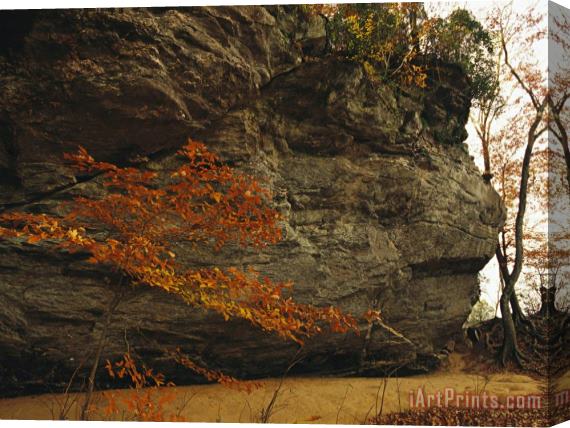 Raymond Gehman Raven Rock Trail And Autumn Colored Beech Tree Stretched Canvas Print / Canvas Art